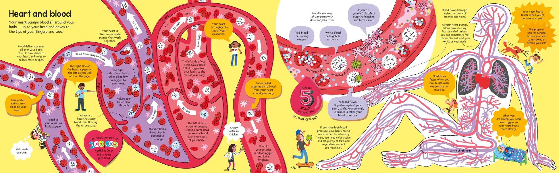 Carte educativa pentru copii, despre corpul uman, Usborne