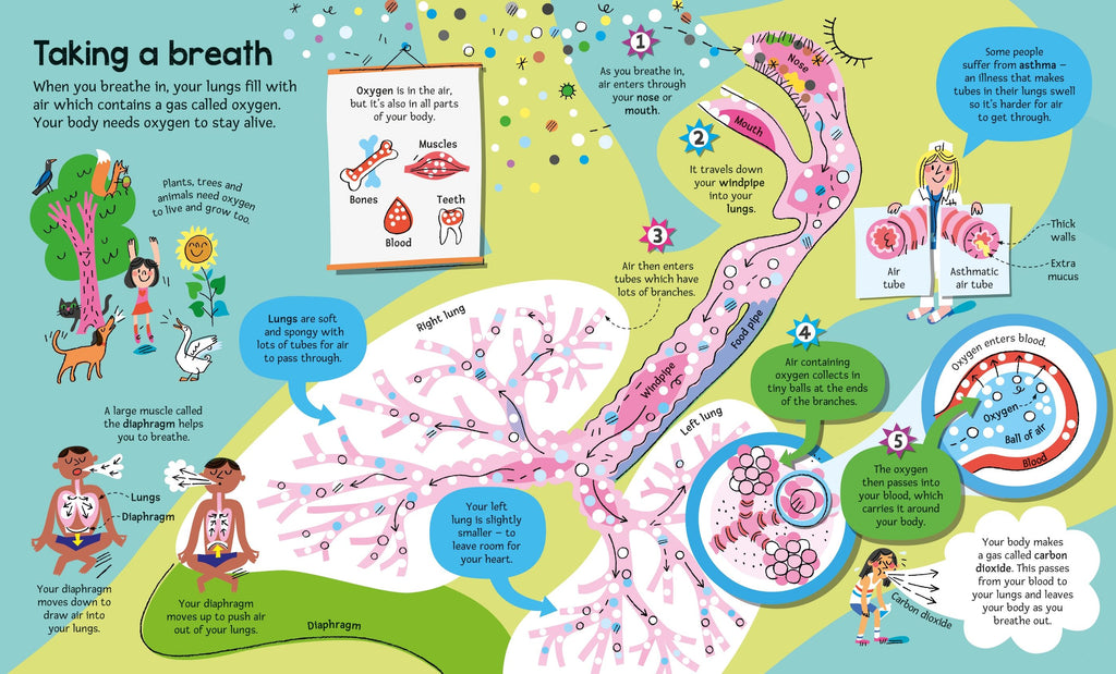 Carte educativa pentru copii, despre corpul uman, Usborne