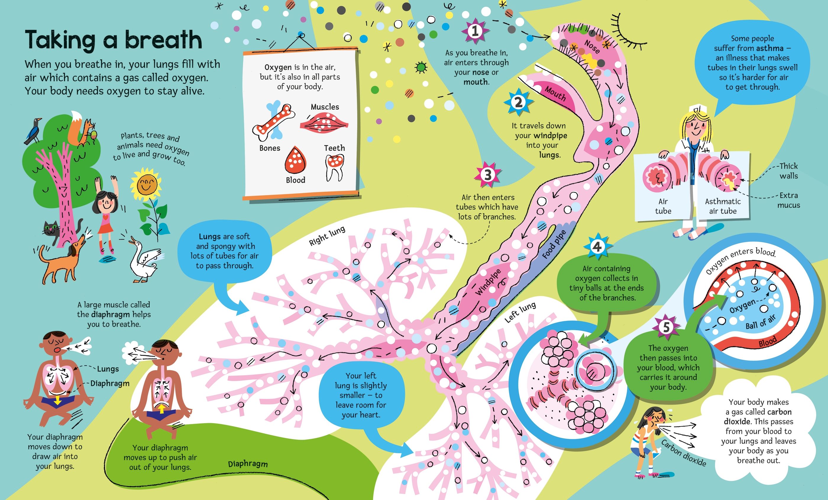 Carte educativa pentru copii, despre corpul uman, Usborne
