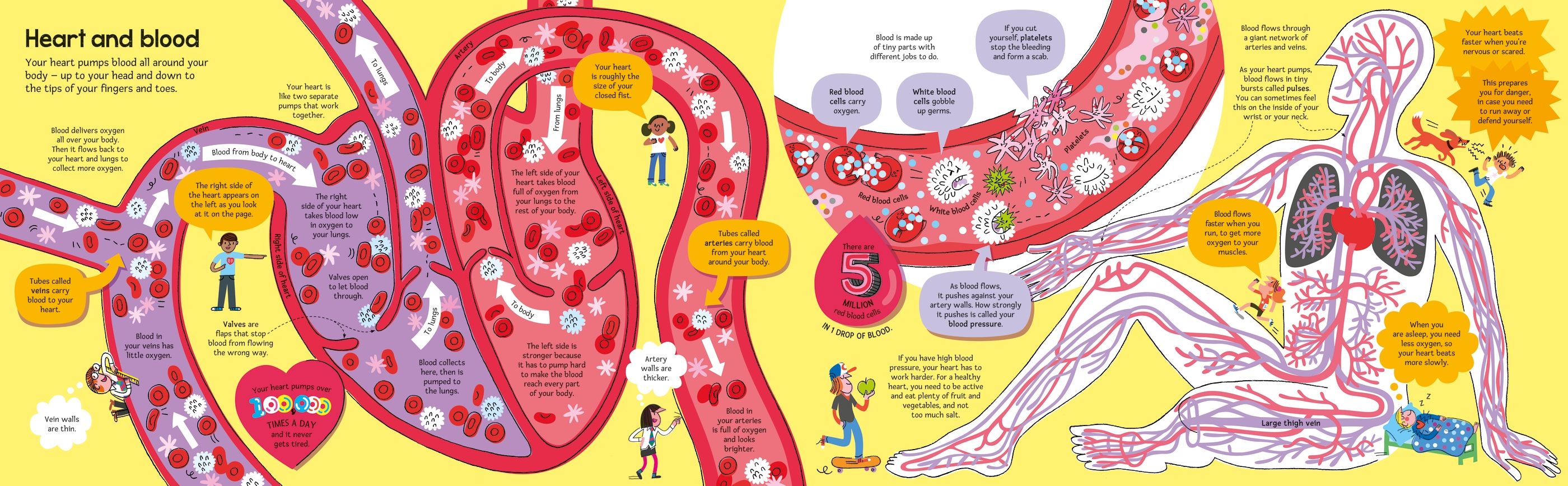 Carte educativa pentru copii, despre corpul uman, Usborne