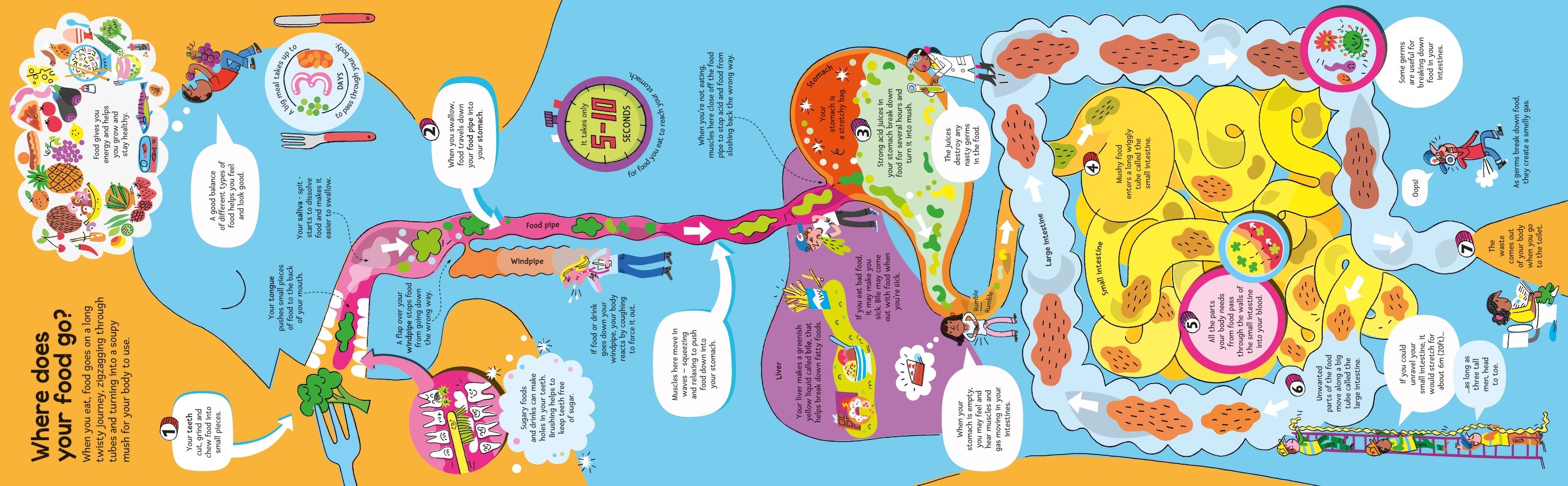Carte educativa pentru copii, despre corpul uman, Usborne