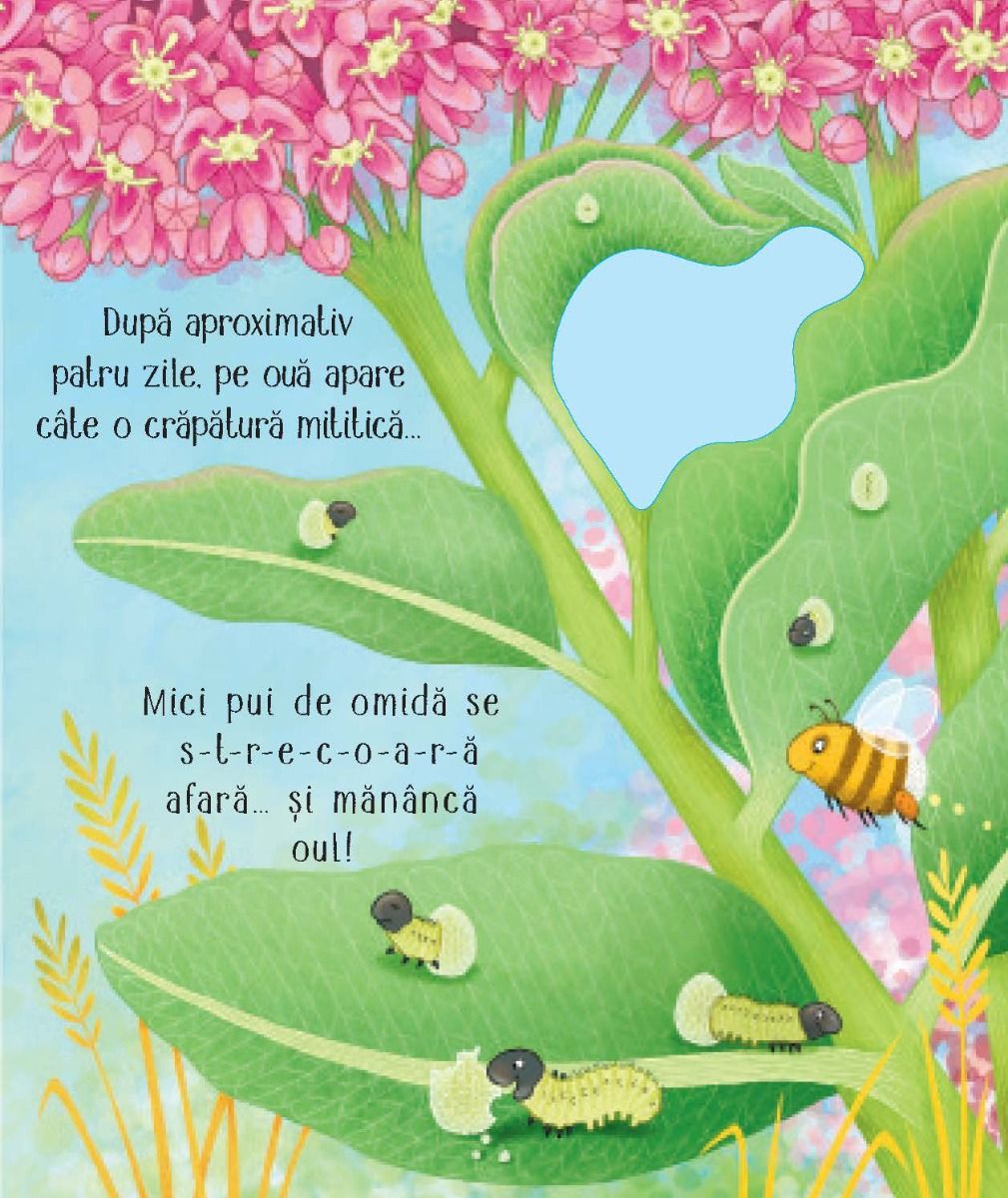 Carte Usborne pentru copii ilustrata si cartonata integral, in limba romana