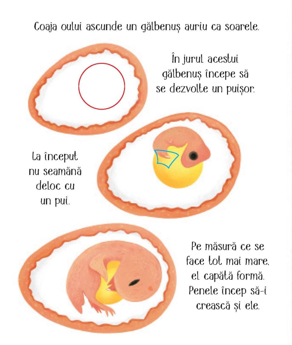 Carte Usborne pentru copii ilustrata si cartonata integral, in limba romana