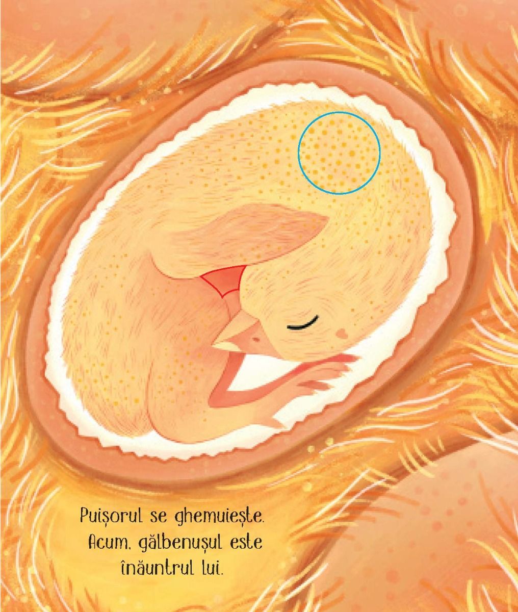 Carte Usborne pentru copii ilustrata si cartonata integral, in limba romana