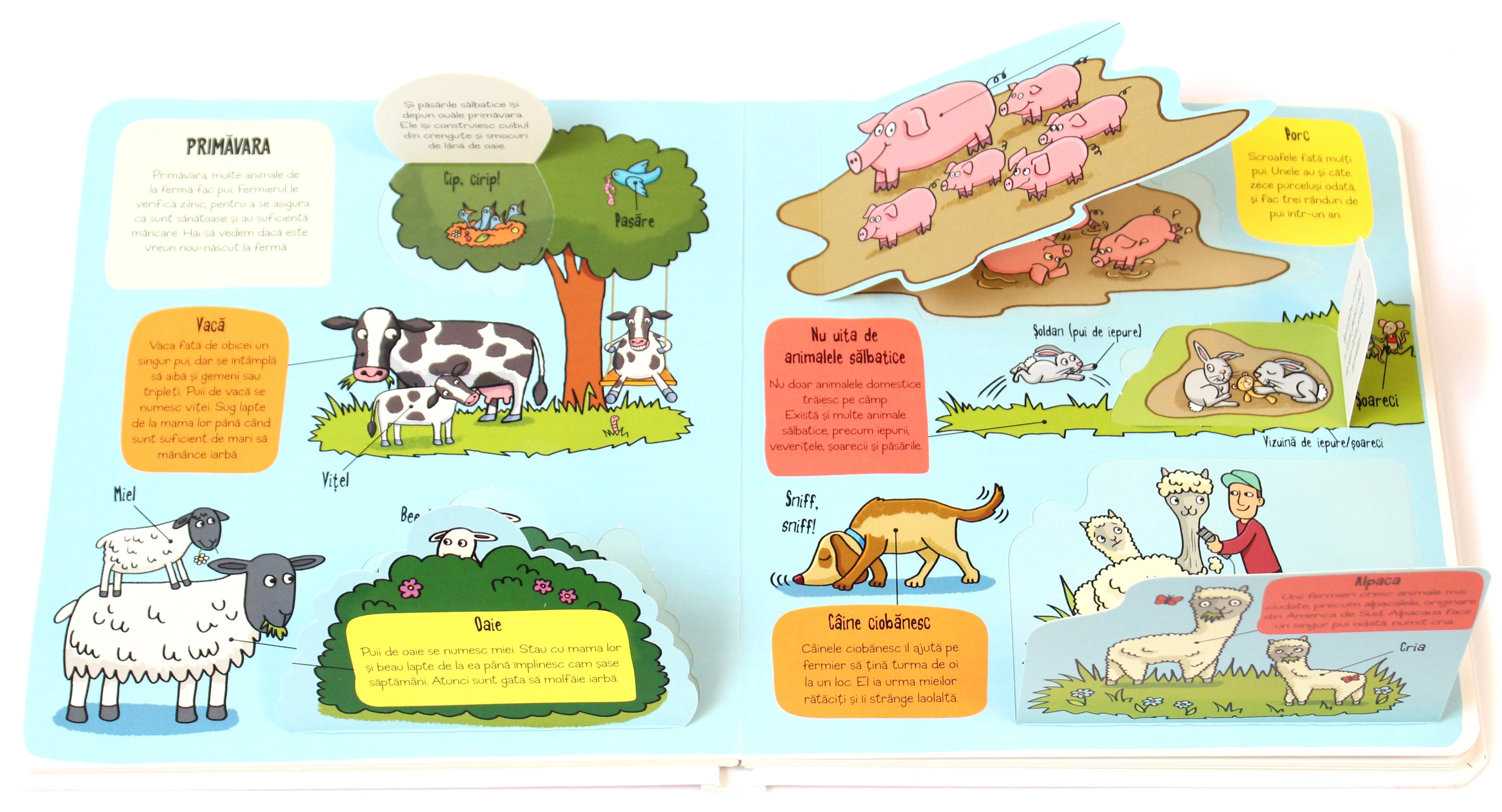 Carte educativa pentru copii, cu ferestre, cartonata integral