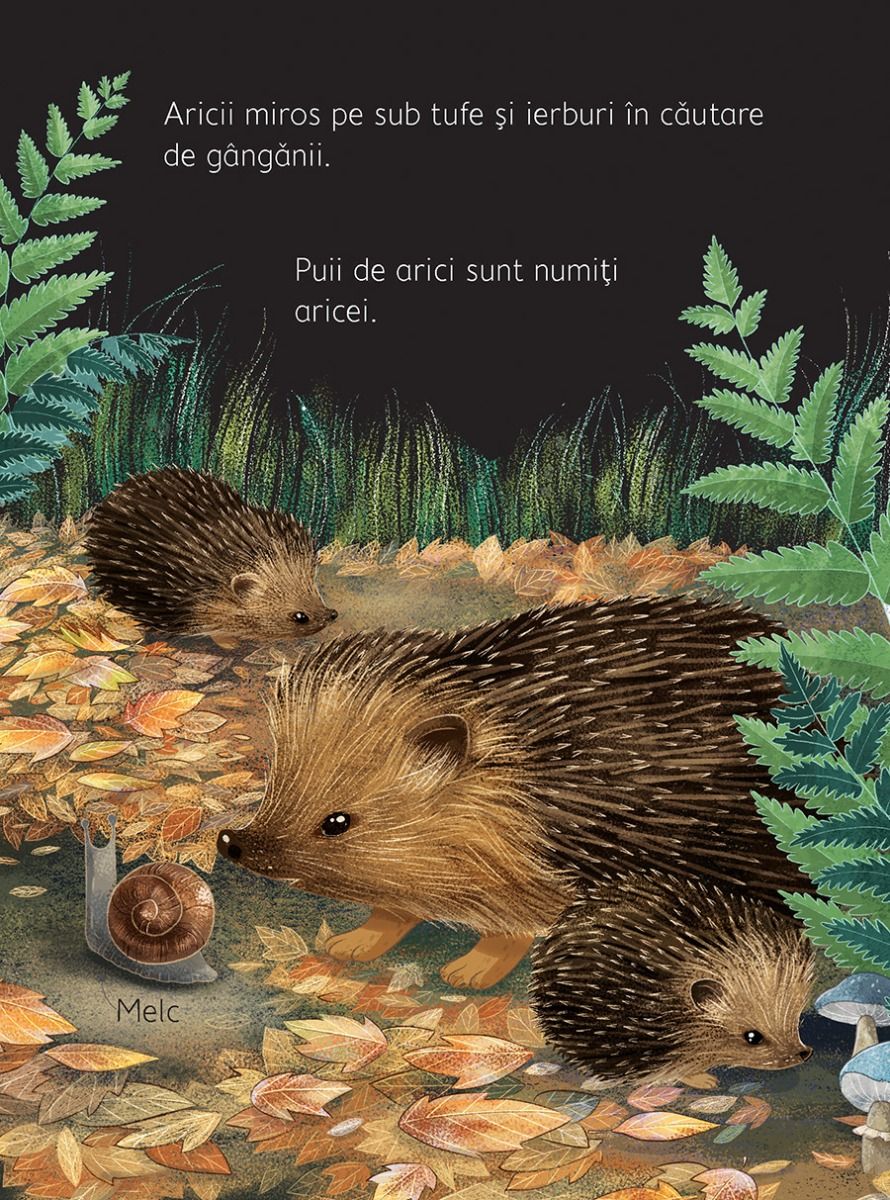 Carte educativa pentru copii Usborne in limba romana Noaptea si Ziua